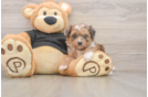 Shih Poo Puppy for Adoption