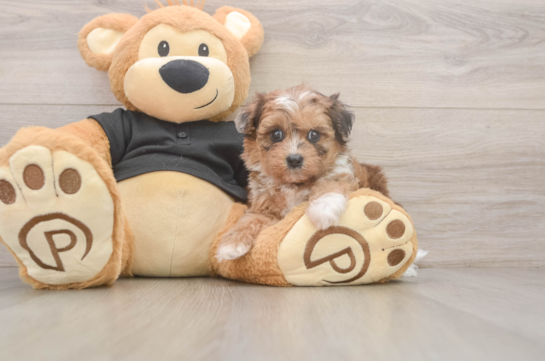 Shih Poo Puppy for Adoption