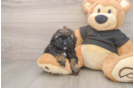 Shih Poo Puppy for Adoption
