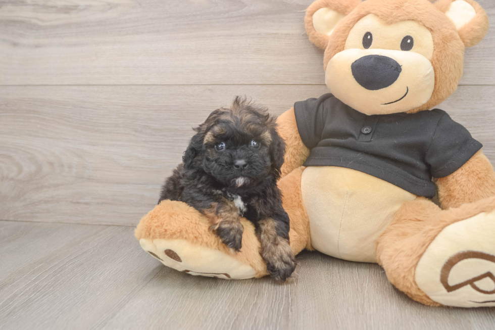 Shih Poo Puppy for Adoption