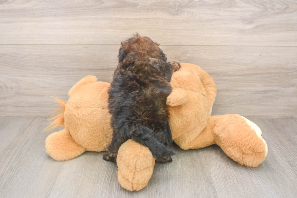Shih Poo Puppy for Adoption