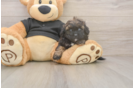 Best Shih Poo Baby