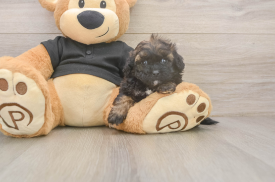 Best Shih Poo Baby
