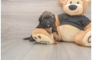 Shih Poo Puppy for Adoption