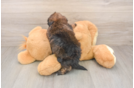 Sweet Shih Poo Baby