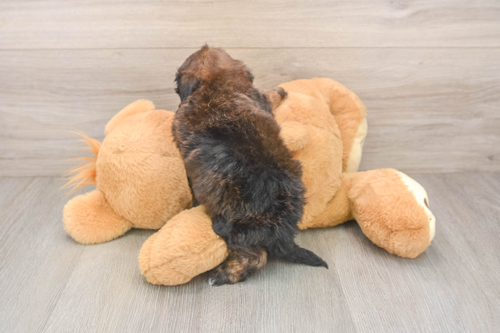 Sweet Shih Poo Baby