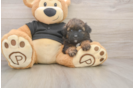 Best Shih Poo Baby