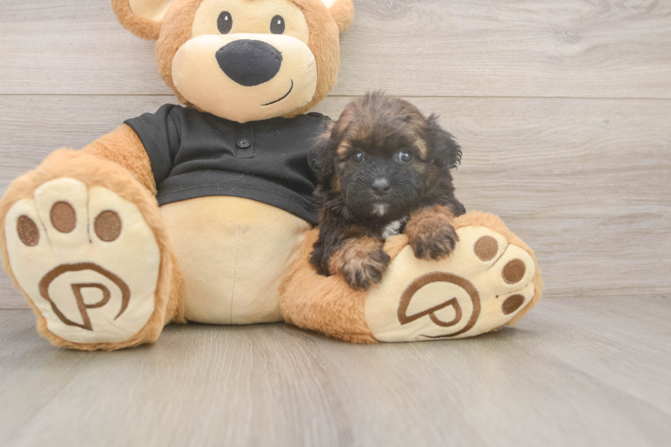 Best Shih Poo Baby
