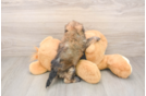 Playful Shihpoo Poodle Mix Puppy
