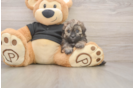 Popular Shih Poo Poodle Mix Pup