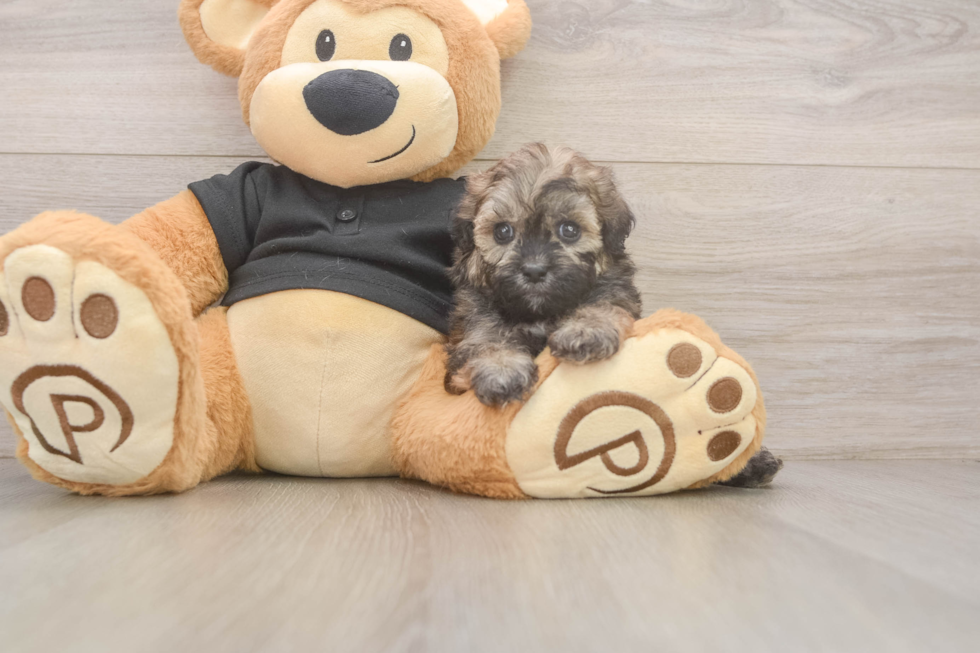 Popular Shih Poo Poodle Mix Pup