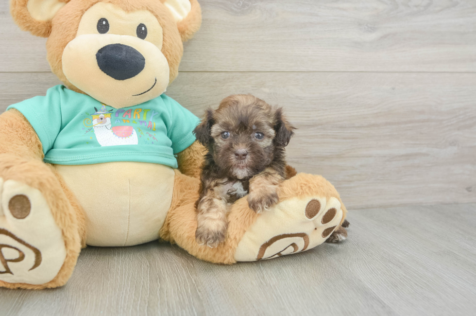 6 week old Shih Poo Puppy For Sale - Fairfield Furbabies