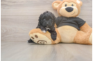 Petite Shih Poo Poodle Mix Pup
