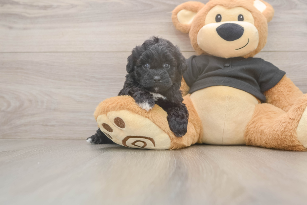 Petite Shih Poo Poodle Mix Pup