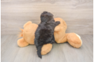 Shih Poo Puppy for Adoption