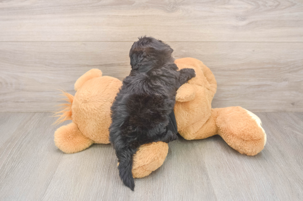 Shih Poo Puppy for Adoption