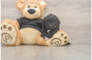 Best Shih Poo Baby