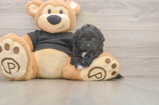 Best Shih Poo Baby