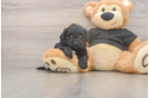 Hypoallergenic Shih Poo Poodle Mix Puppy