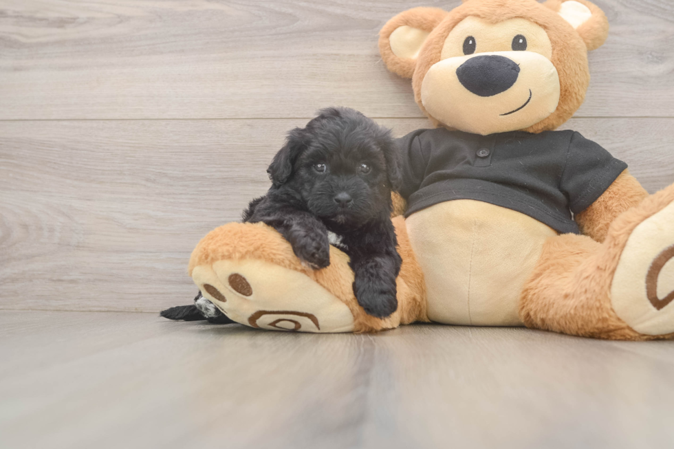 Hypoallergenic Shih Poo Poodle Mix Puppy