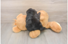 Shih Poo Puppy for Adoption