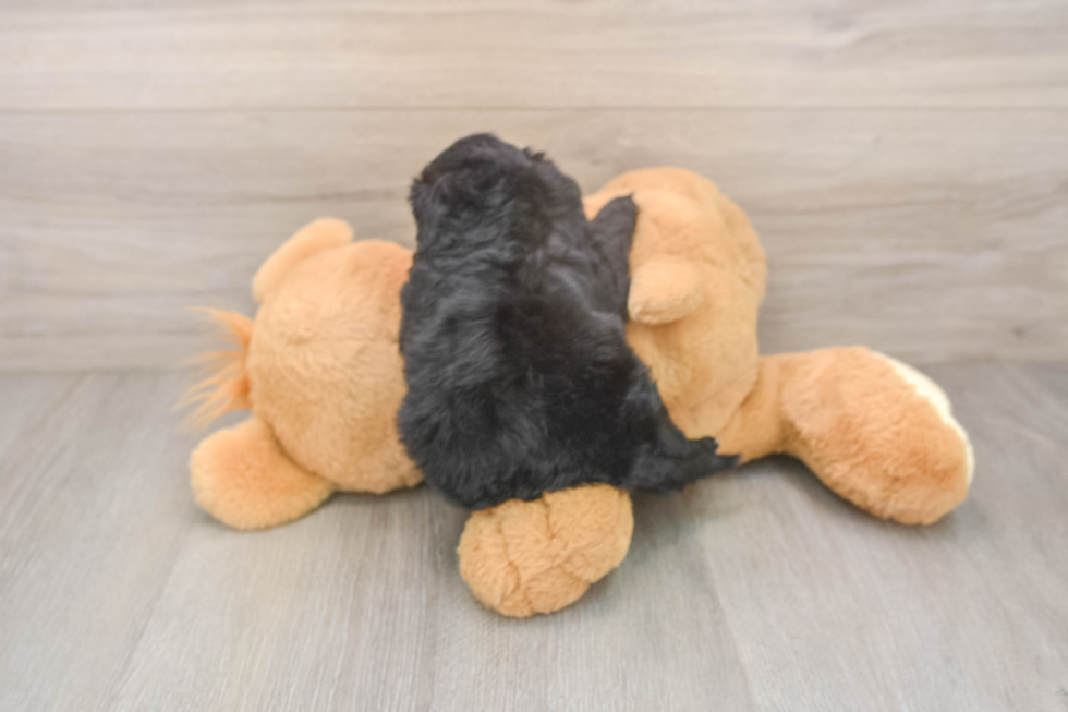 Shih Poo Puppy for Adoption
