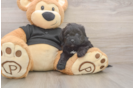 Shih Poo Pup Being Cute