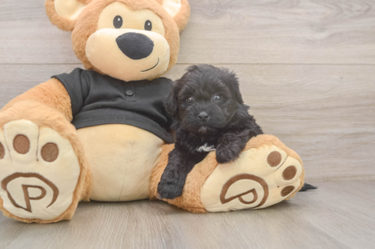 Shih Poo Pup Being Cute