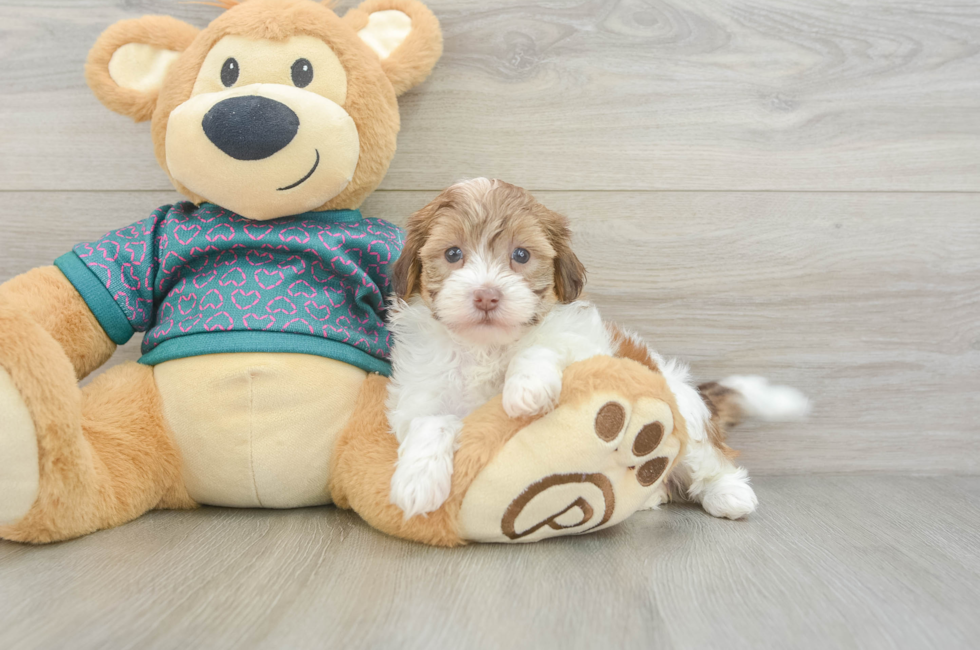 5 week old Shih Poo Puppy For Sale - Fairfield Furbabies