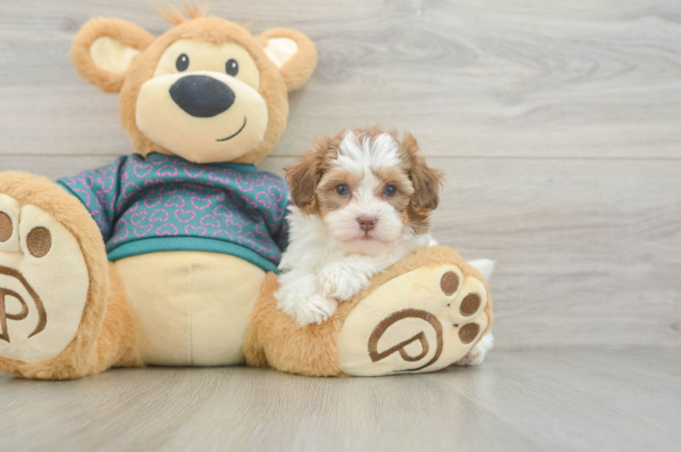 5 week old Shih Poo Puppy For Sale - Fairfield Furbabies