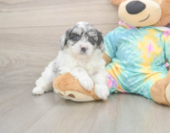 7 week old Shih Poo Puppy For Sale - Fairfield Furbabies