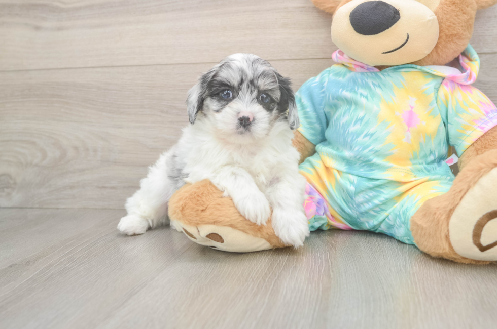 7 week old Shih Poo Puppy For Sale - Fairfield Furbabies