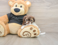 7 week old Shih Poo Puppy For Sale - Fairfield Furbabies