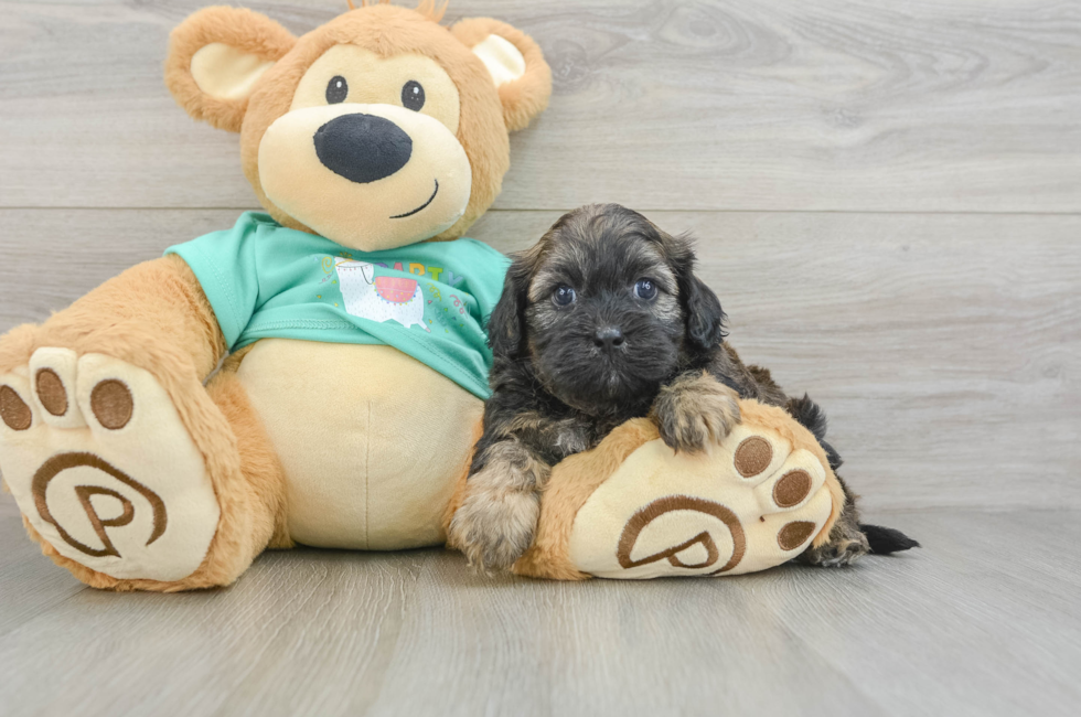 8 week old Shih Poo Puppy For Sale - Fairfield Furbabies