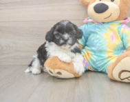 7 week old Shih Poo Puppy For Sale - Fairfield Furbabies