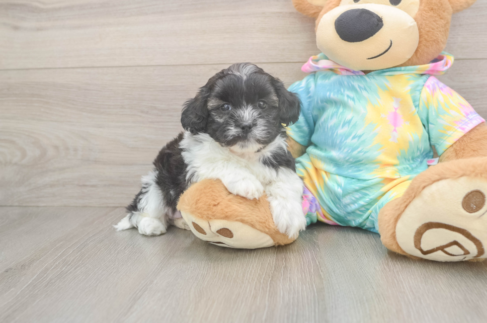 7 week old Shih Poo Puppy For Sale - Fairfield Furbabies