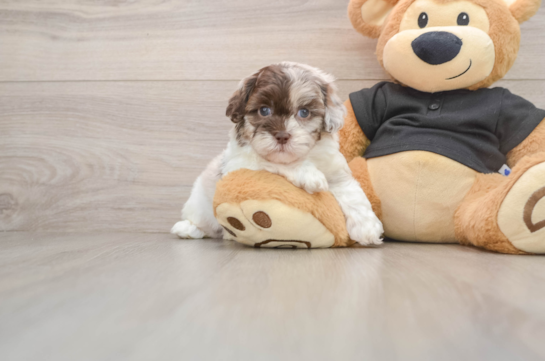 JAZZY, a Shih Poo littermate