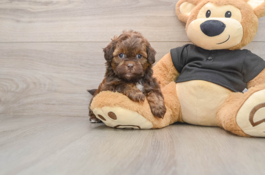 JEFFREY, a Shih Poo littermate