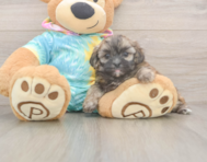 7 week old Shih Poo Puppy For Sale - Fairfield Furbabies