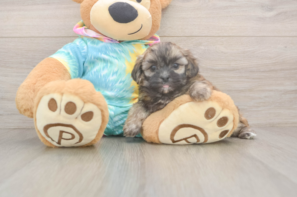 7 week old Shih Poo Puppy For Sale - Fairfield Furbabies