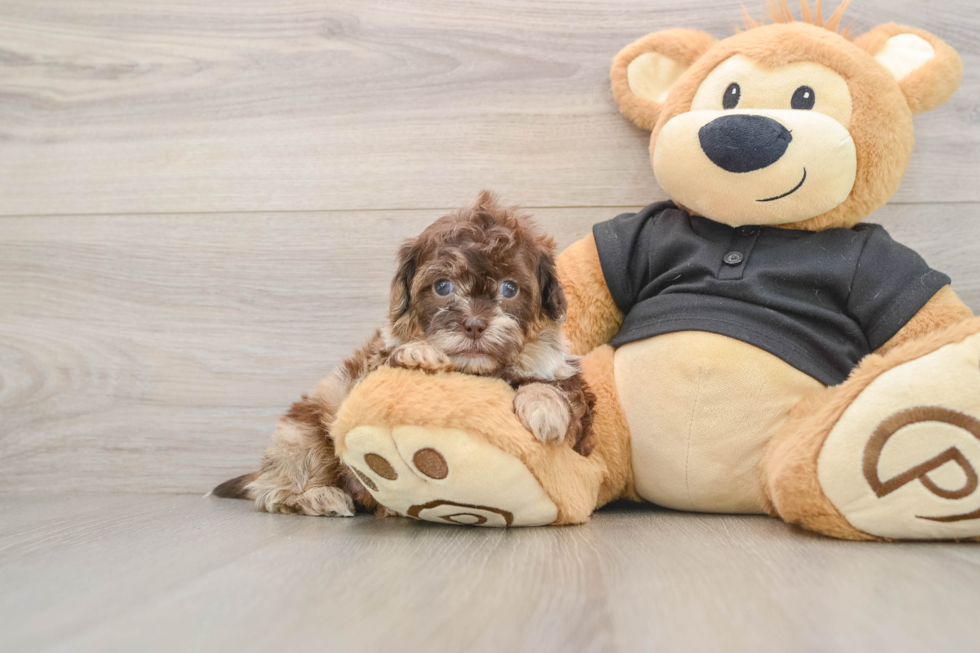Playful Shih Poo Poodle Mix Puppy