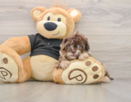 7 week old Shih Poo Puppy For Sale - Fairfield Furbabies