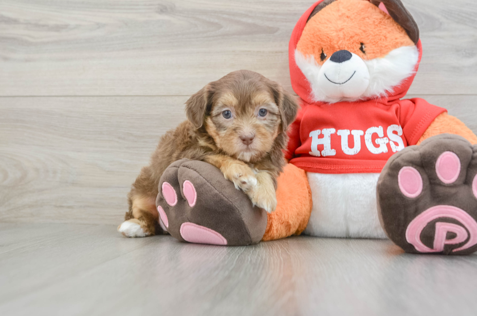 8 week old Shih Poo Puppy For Sale - Fairfield Furbabies