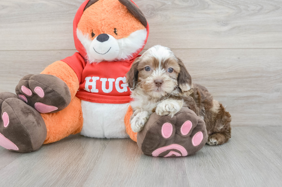 8 week old Shih Poo Puppy For Sale - Fairfield Furbabies