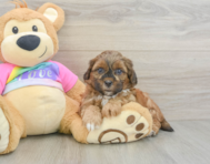 8 week old Shih Poo Puppy For Sale - Fairfield Furbabies