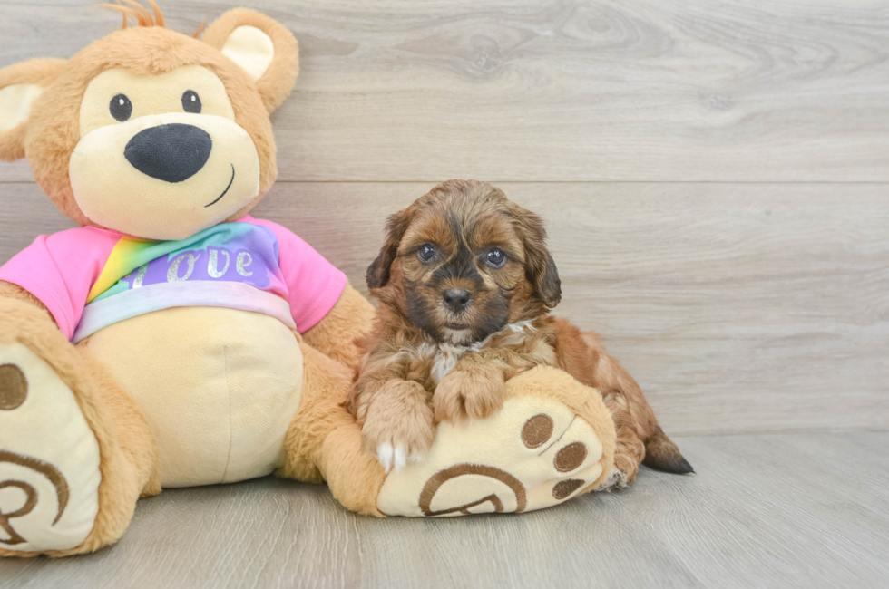 6 week old Shih Poo Puppy For Sale - Fairfield Furbabies