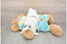 Shih Poo Puppy for Adoption