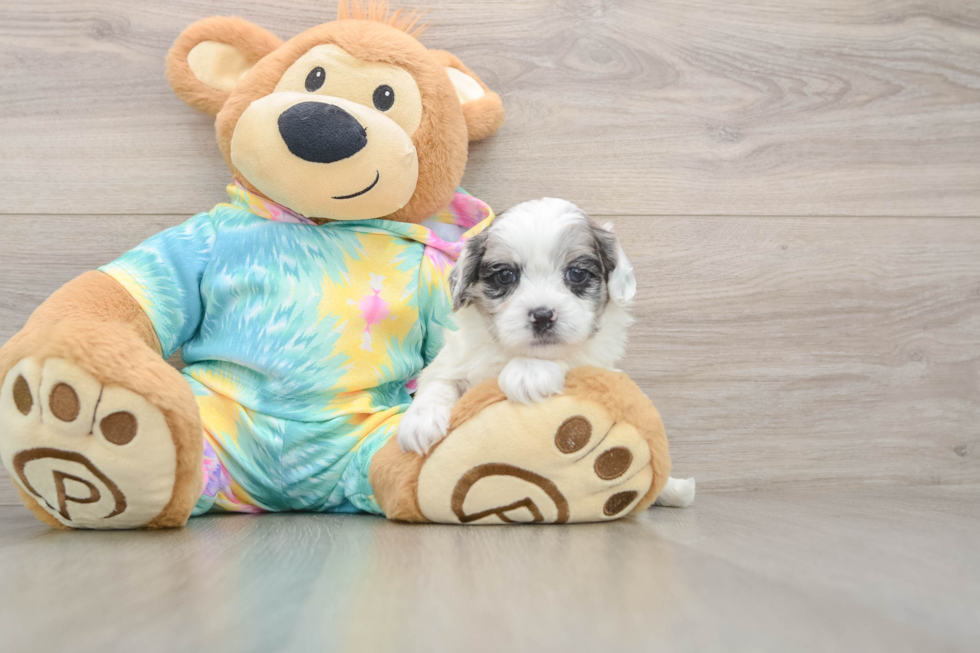Best Shih Poo Baby