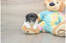 Shih Poo Pup Being Cute