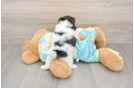 Cute Shih Poo Baby